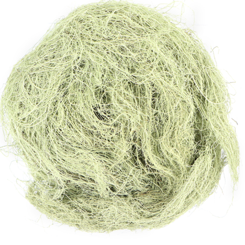 Usnea