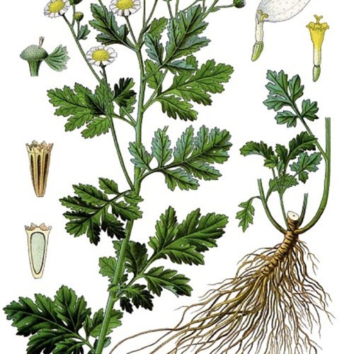 Feverfew seeds