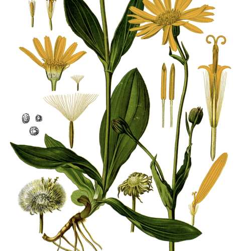 Arnica Seeds Pk. 100