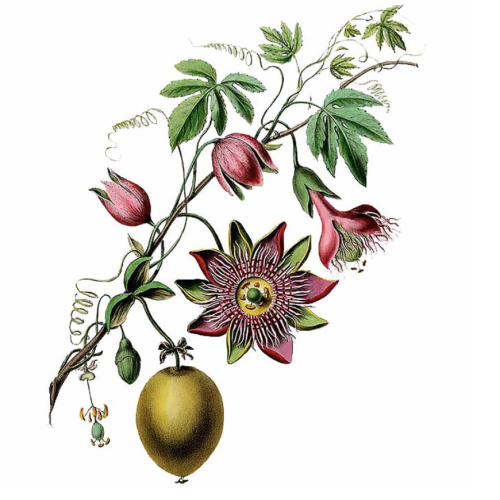 Passion Flower seeds