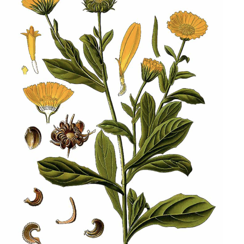 Calendula Seeds