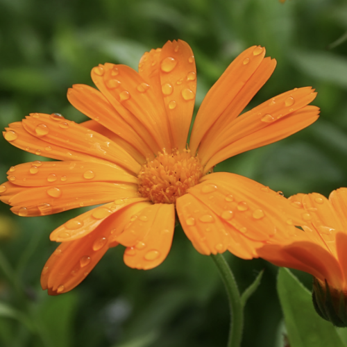 Calendula Flowers