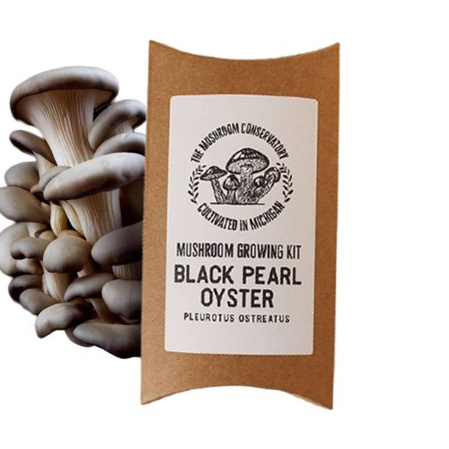Black Pearl Oyster Mushroom Kit
