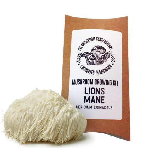 Lions Mane Gourmet Mushroom Growing Kit!